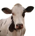 Cute cow on white background, closeup view. Animal husbandry Royalty Free Stock Photo