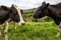 Cute cows at the Azores islands, on pasture, view to the ocean