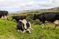 Cute cows at the Azores islands, on pasture, view to the ocean