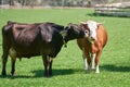 Cute Cows. Dark, Black Cow licking another Cow on green field. Cute Farm Animals Royalty Free Stock Photo