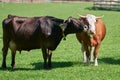 Cute Cows. Dark, Black Cow licking another Cow on green field. Cute Farm Animals Royalty Free Stock Photo
