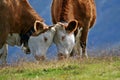 Cute cows in the Swiss Alps. The Swiss countryside