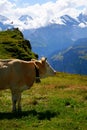 Cute cows, tourists in the Swiss Alps.