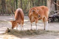 Cute cows in zoological garden