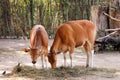 Cute cows in zoological garden