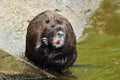 Cute coypu cleaning fur