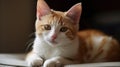 A ginger and white kitten lounging on a cushion created with Generative AI