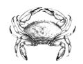 Cute crab hand drawn engraving style sketch illustration. Royalty Free Stock Photo