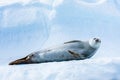 Cute crabeater seal resting on iceberg in Antarctica and staring at camera, Antarctic wildlife and frozen landscape, blue ice Royalty Free Stock Photo