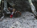 Cute crabs peek behind the roots of trees