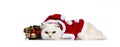 Cute cream adult Britisch Shorthair cat dressed in Santa suit,Isolated on white background.