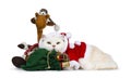 Cute cream adult Britisch Shorthair cat dressed in Santa suit,Isolated on white background.