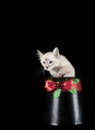 Cute cream and brown kitten coming out of holiday Christmas top hat isolated on black