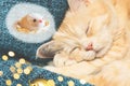 Cute cream cat sleeps on a blue plaid near Christmas decorations and sees a mouse in a dream Royalty Free Stock Photo