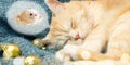 Cute cream cat sleeps on a plaid near Christmas decorations and sees a mouse in a dream Royalty Free Stock Photo
