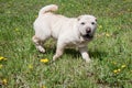 Cute cream-colored shar-pei puppy is playing on a green meadow.