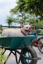 Cute cream female french bulldog