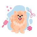 A cute cream spitz dog sitting and smiling. Grooming salon concept