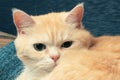 Cute cream tabby cat lies on a blue plaid, close up