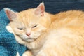 Cute cream tabby cat sleeping on a blue plaid
