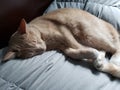 Cute Cream Tabby Cat Sleeping on a light green-blue blanket