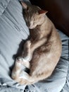 Cute Cream Tabby Cat Sleeping on a light green-blue blanket