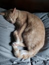 Cute Cream Tabby Cat Sleeping on a light green-blue blanket