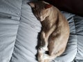 Cute Cream Tabby Cat Sleeping on a light green-blue blanket