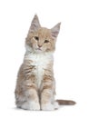 Two cute Maine Coon cat kittens sitting beside on white background. Royalty Free Stock Photo