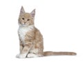 Two cute Maine Coon cat kittens sitting beside on white background. Royalty Free Stock Photo