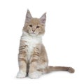 Two cute Maine Coon cat kittens sitting beside on white background. Royalty Free Stock Photo