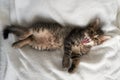 cute creative gray kitten shows tongue on white background kitten yawns kitten stuck out his tongue White background