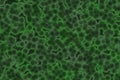 cute creative green many biological bacteria digitally made texture illustration