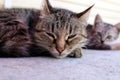 Gray cat lies lounging on the floor with eyes half-closed Royalty Free Stock Photo