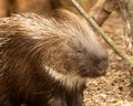 Cute Crested Porcupine, Hystrix cristata, sniffling the air Royalty Free Stock Photo