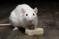 Cute critter close up of white tame rat with cheese