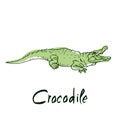 Cute Crocodile cartoon of illustration