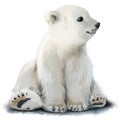 Cute cub polar bear Royalty Free Stock Photo