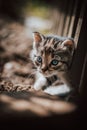 Cute cuckoo from a black and grey newborn cat who is exploring a new world and trying to see everything. The hard face of a blue-