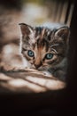 Cute cuckoo from a black and grey newborn cat who is exploring a new world and trying to see everything. The hard face of a blue- Royalty Free Stock Photo