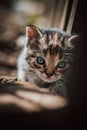 Cute cuckoo from a black and grey newborn cat who is exploring a new world and trying to see everything. The hard face of a blue-