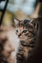 Cute cuckoo from a black and grey newborn cat who is exploring a new world and trying to see everything. The hard face of a blue- Royalty Free Stock Photo