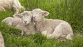 Cute cuddly fuzzy baby animals Spring lambs sheep siblings snuggling up together in green grass. They look like they are smiling. Royalty Free Stock Photo