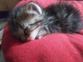 Cute Cuddly kittien