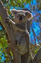 A cute cuddly koala looking from the fork of a native gum tree. This arboreal Australian marsupial has thick grey fur and feeds Royalty Free Stock Photo