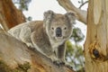 A cute, cuddly koala looking from a large branch of a native gum tree.