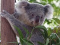 Adorable Appealing Young Koala.