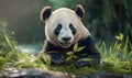 Cute cuddly panda bear sits in forest and eats bamboo in sunset sun.