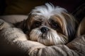 A cute and cuddly Shih Tzu snuggled up on a pillow, enjoying some relaxation time. Generative AI