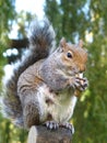 Cute and cuddly squirrel